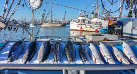 金槍魚進(jìn)口清關(guān)